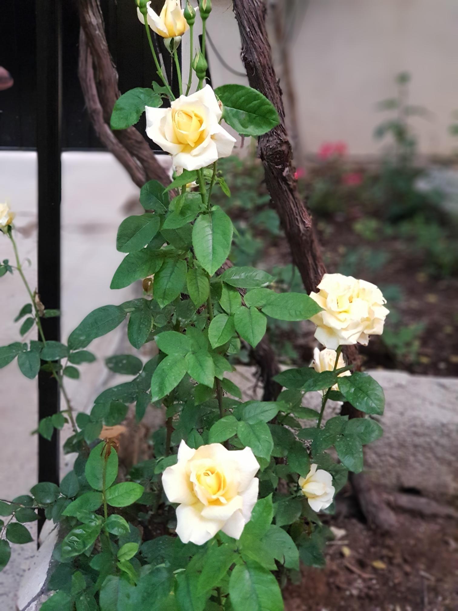 اجاره باغ لیلا کیانی