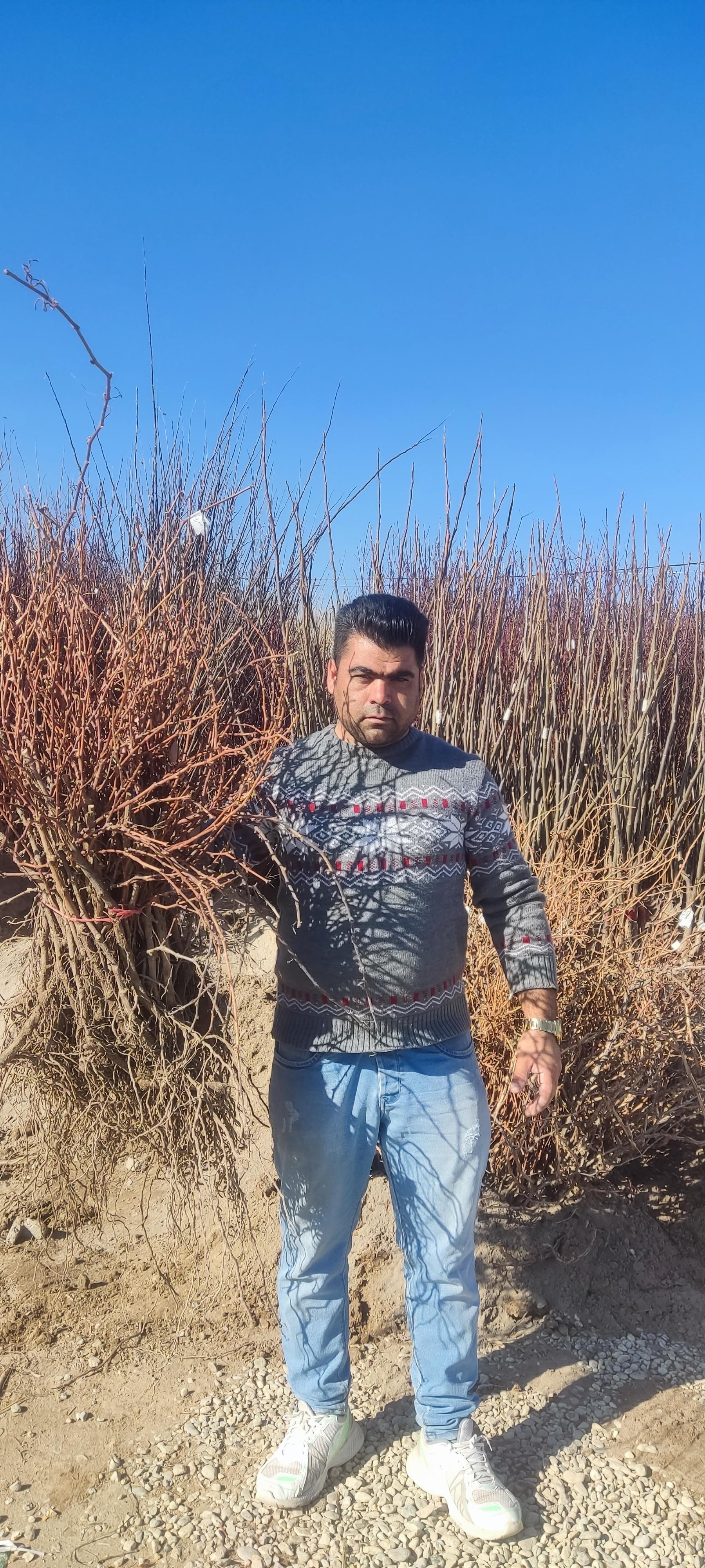 گلخانه و نهالستان نوین نهال مصری
