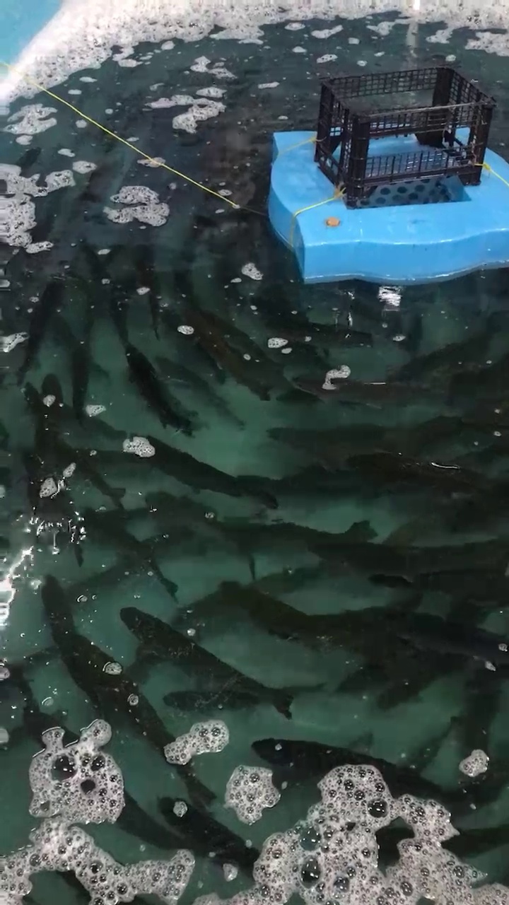 ماهی زنده قزل آلا و سالمون قزل پارک