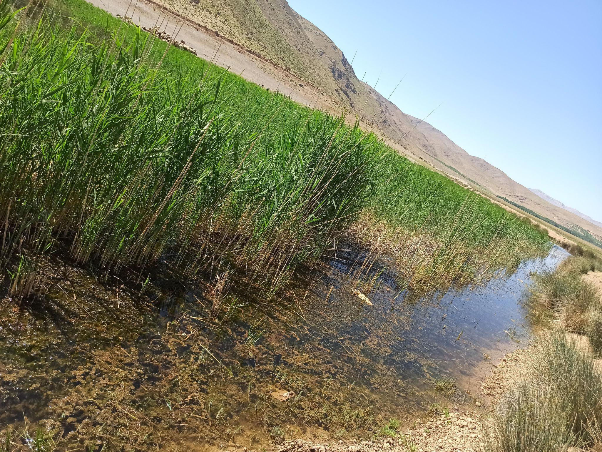 تالاب گندمان