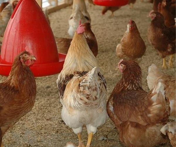 مجموعه مرغ تخمگذار لوهمن