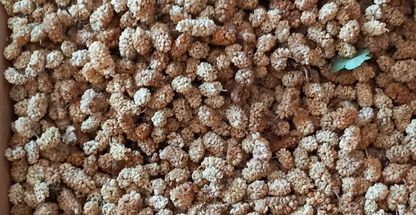 فروش توت خشک اورمان کردستادن