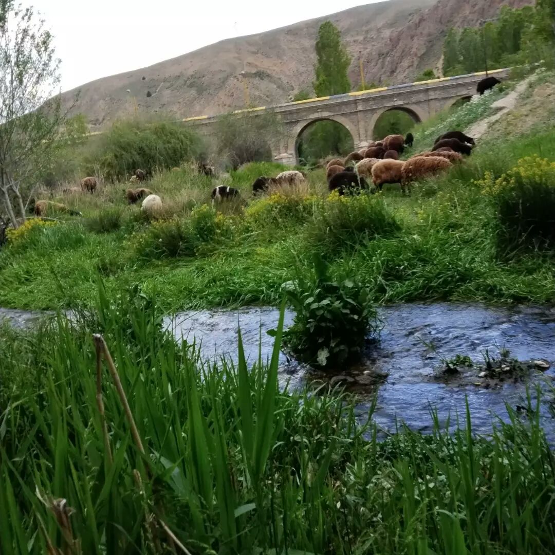 رستوران مزرعه سبز الیزه