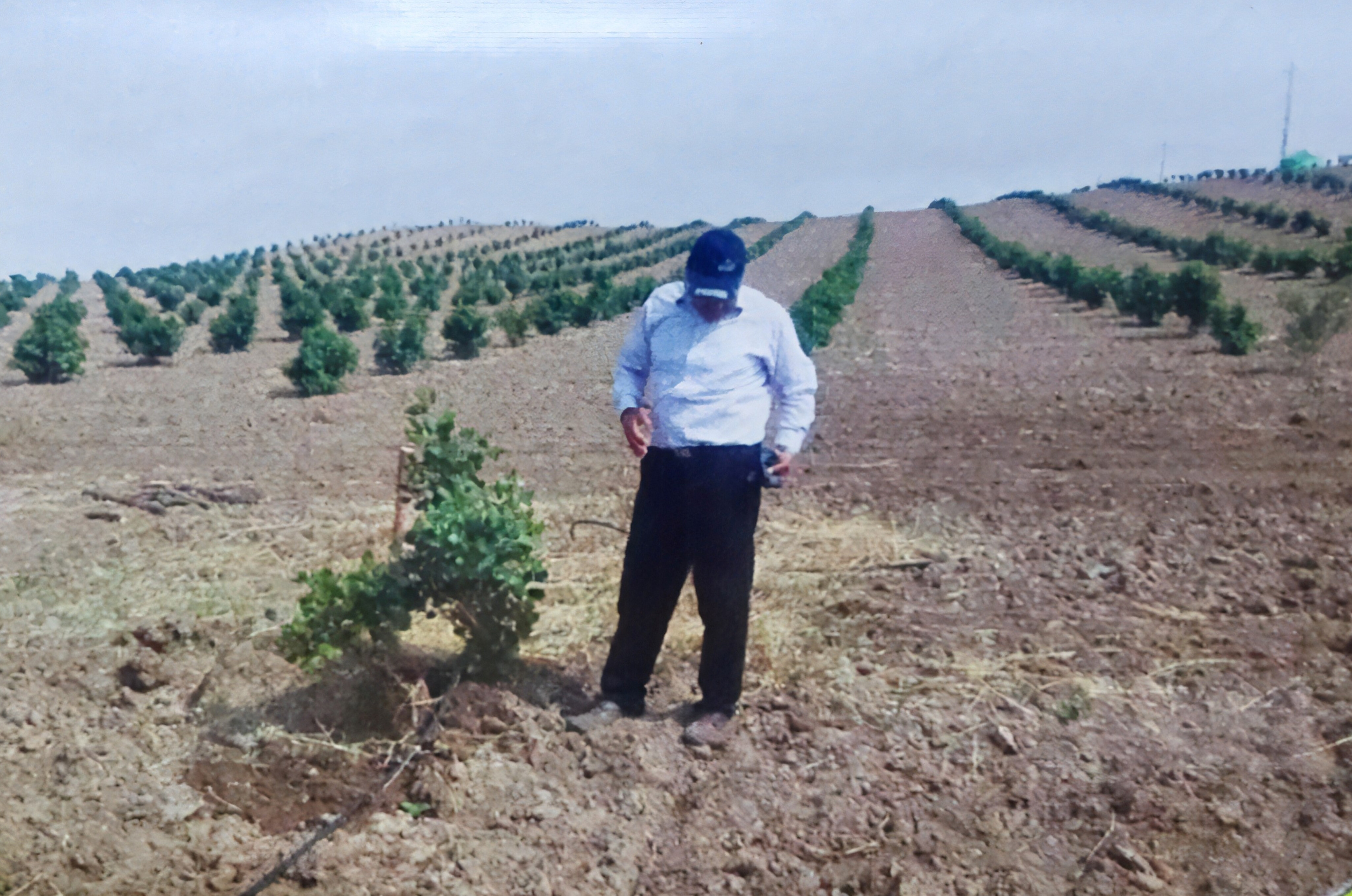 بذر اصلاح شده پسته شرکت پربار پسته