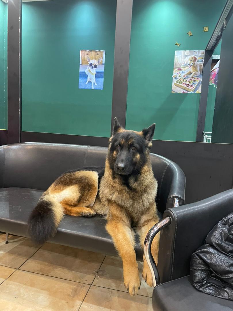 پت شاپ تیم پت