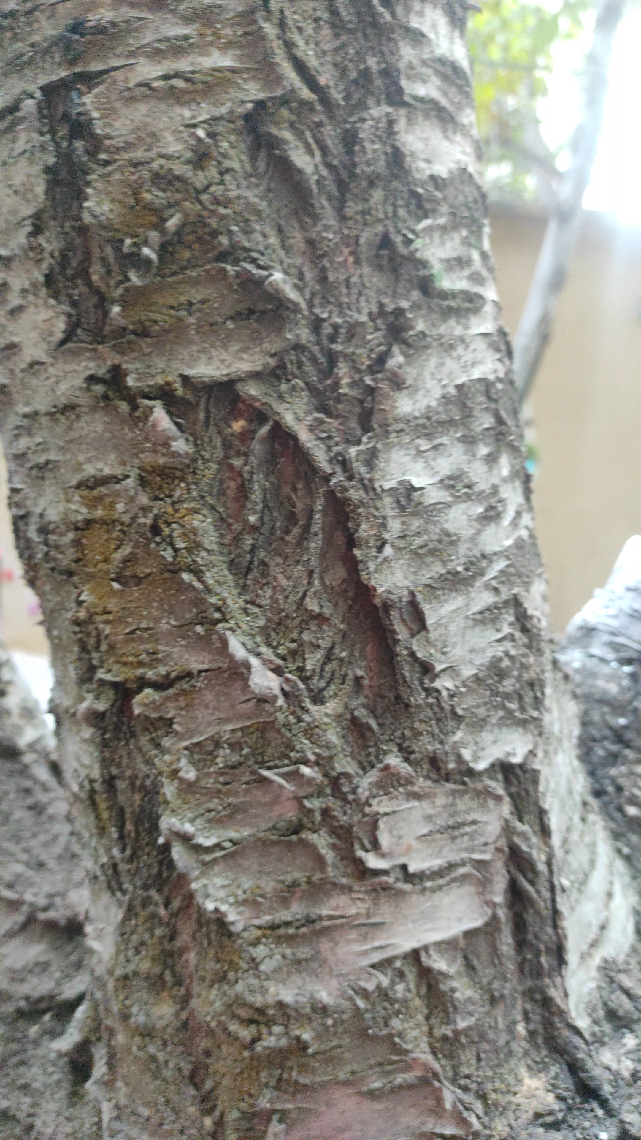 رستوران جیرمله