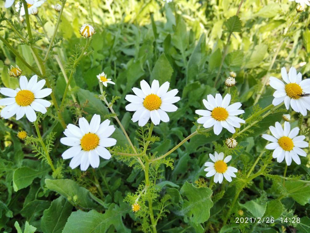 باغ روئین تن