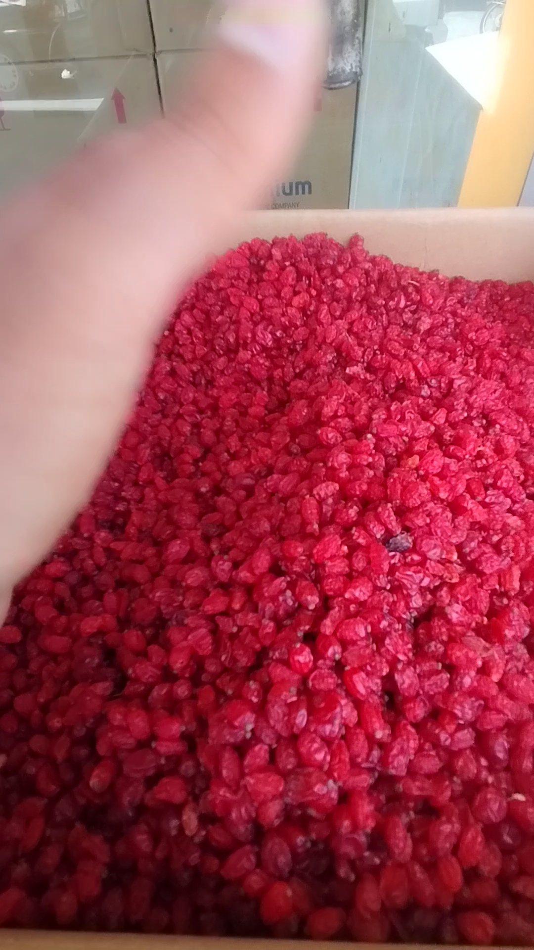 آجیل و خشکبار مسعودی