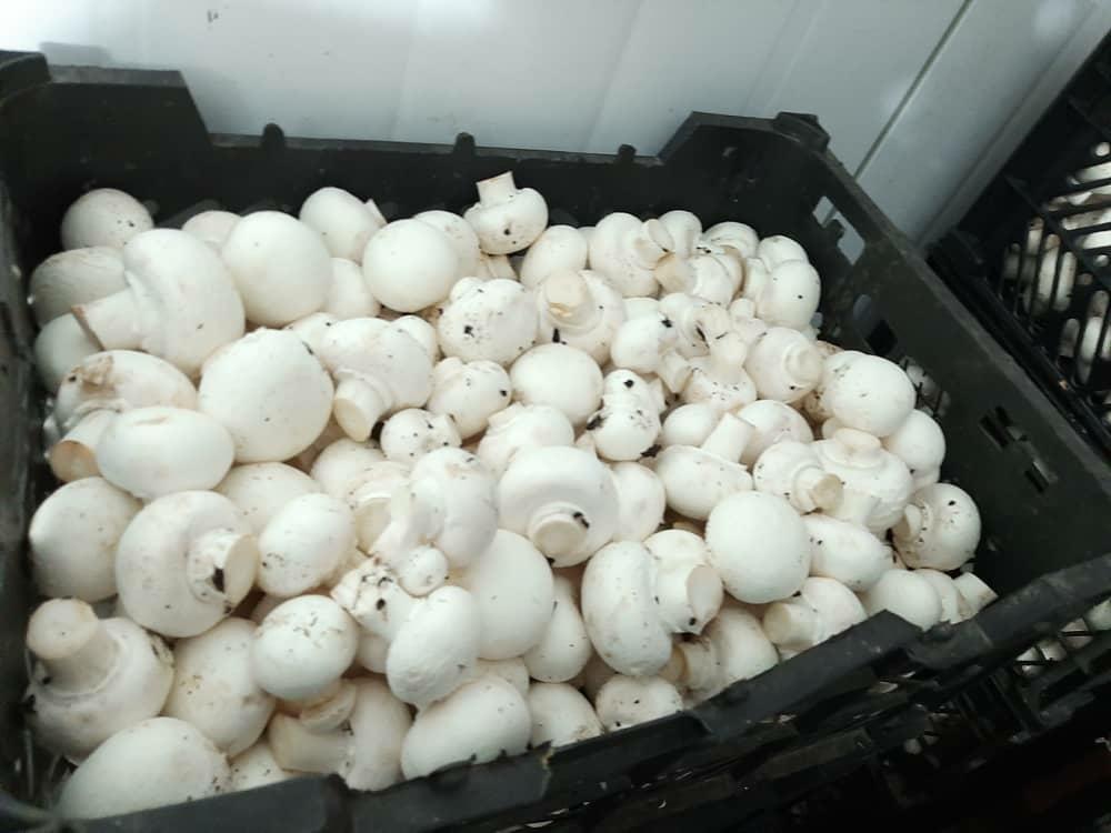 شرکت قارچ رضی پارس