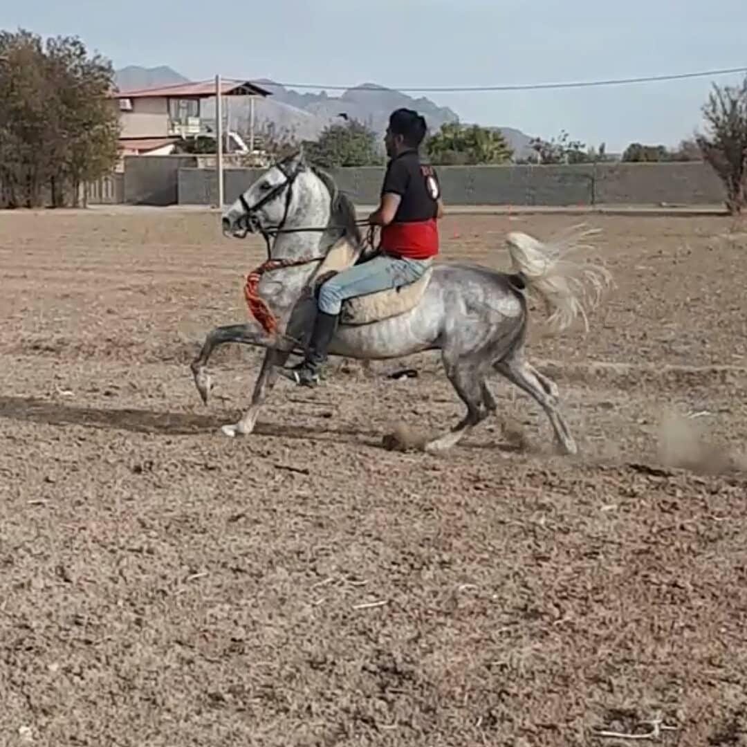 مجموعه پرورش اسب ژنرال قنبری