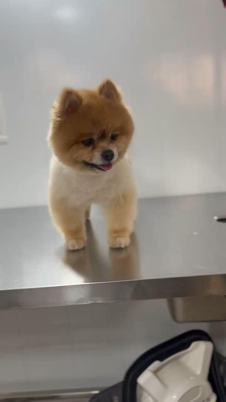 آرایشگاه حیوانات خانگی پارسا ولدخانی