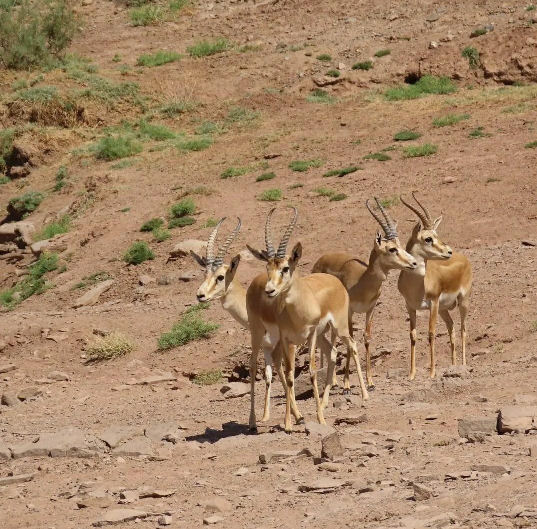 پناهگاه حیات وحش میاندشت