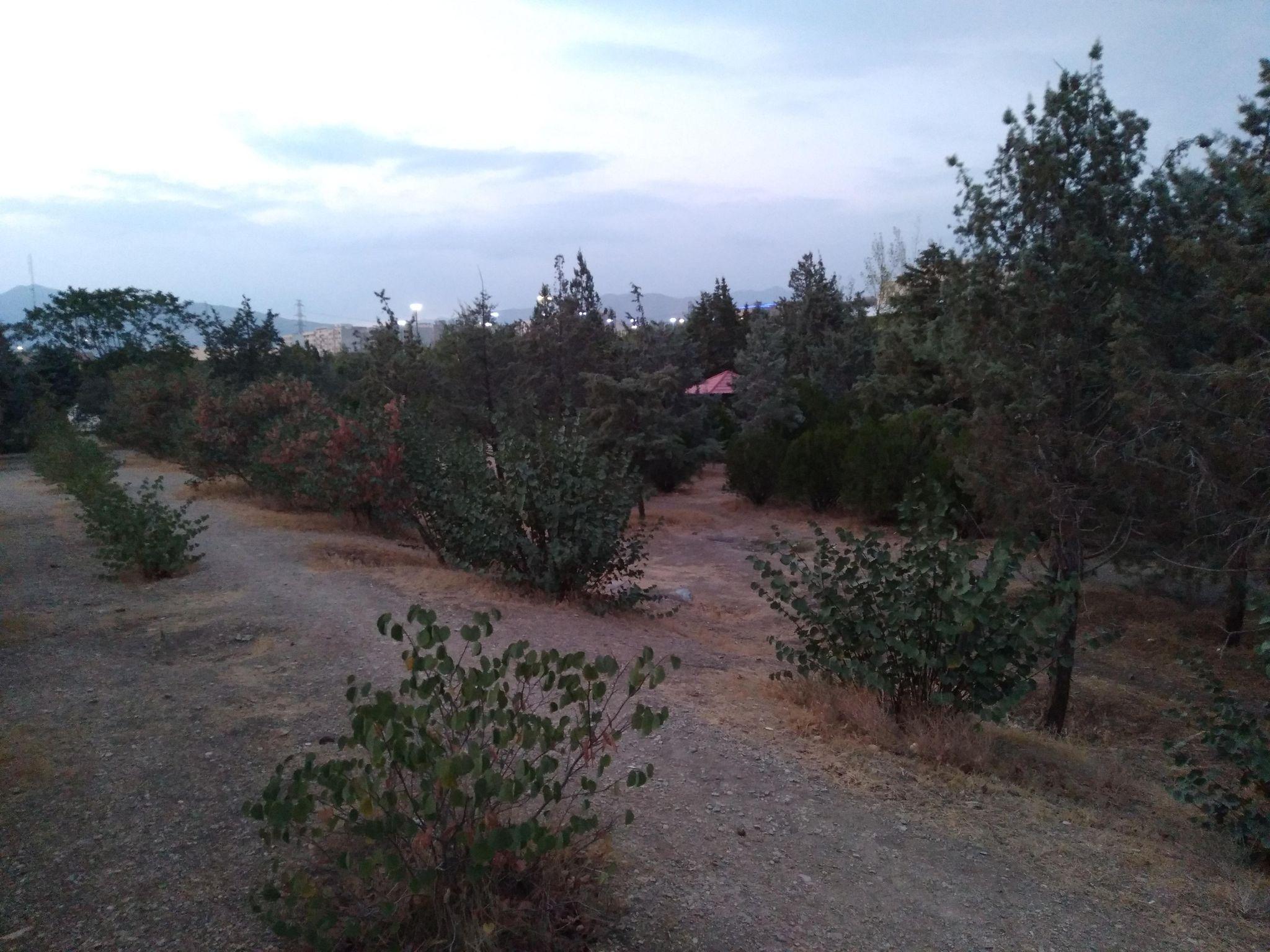 بوستان جنگلی ساحل