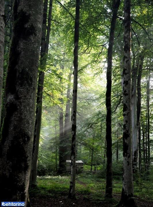 پارک جنگلی لاویج