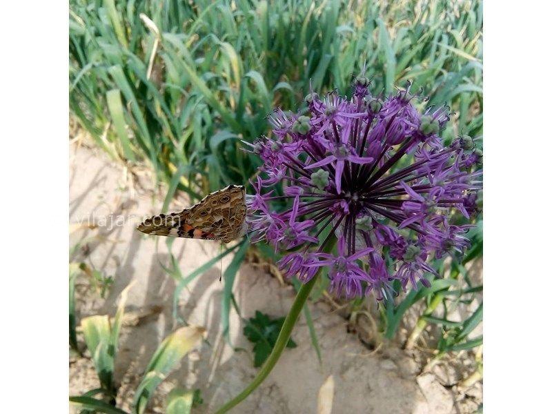 اقامتگاه بوم گردی یوزگشت