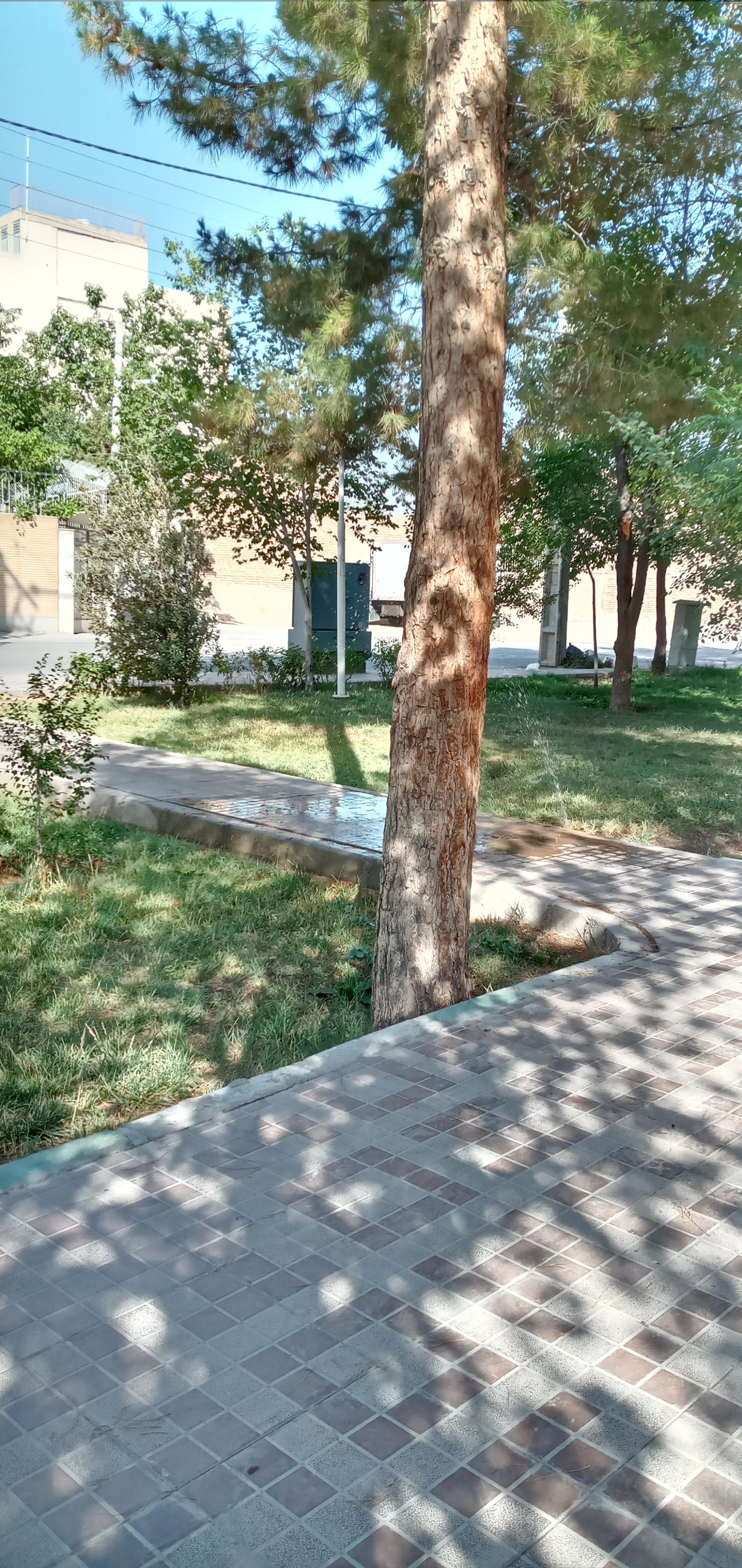 بوستان کاج