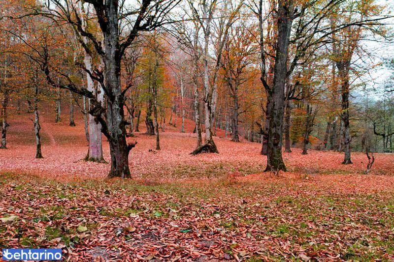 پارک جنگلی صفارود