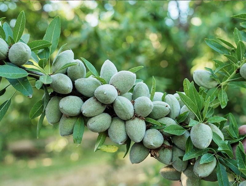 فروش نهال پیوندی و غیر پیوندی فلاح