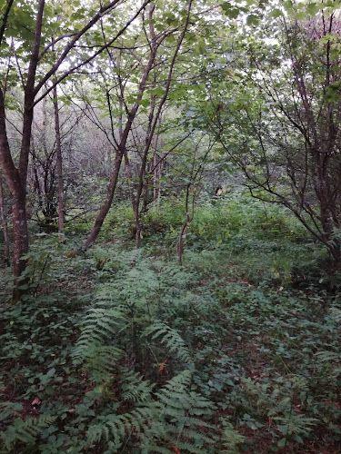 اسکان فرهنگیان شهرستان سیاهکل