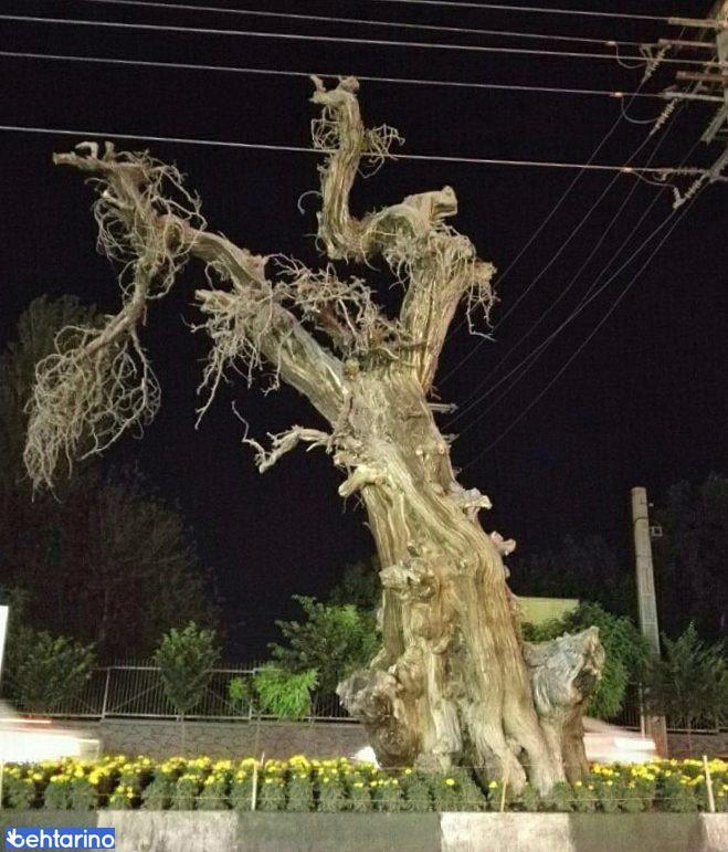 سرو کهنسال گوهردشت