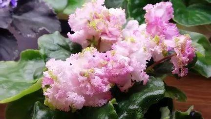 فروشگاه بنفشه آفریقایی ویولا