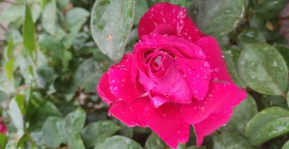 دفتر وکالت مرادقلی