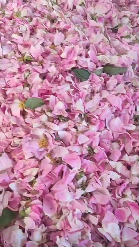 عرقیجات گیاهی و گلاب سبحان