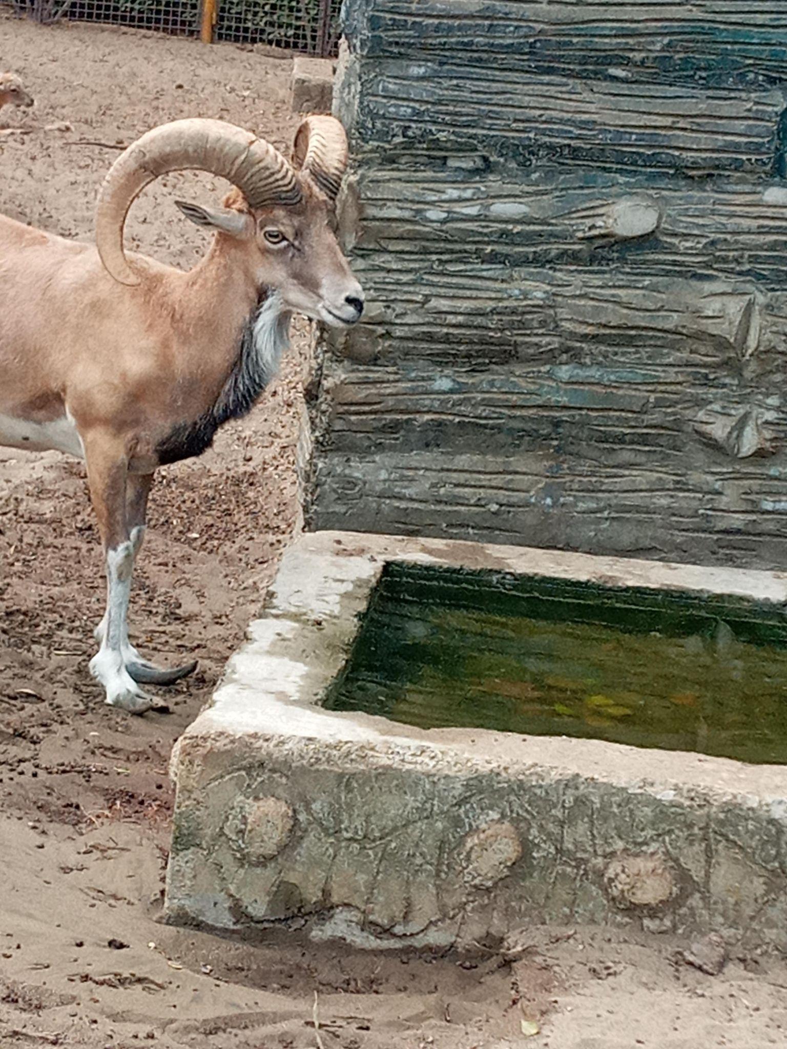 باغ پرندگان و باغ وحش هدهد مجتمع کوثر