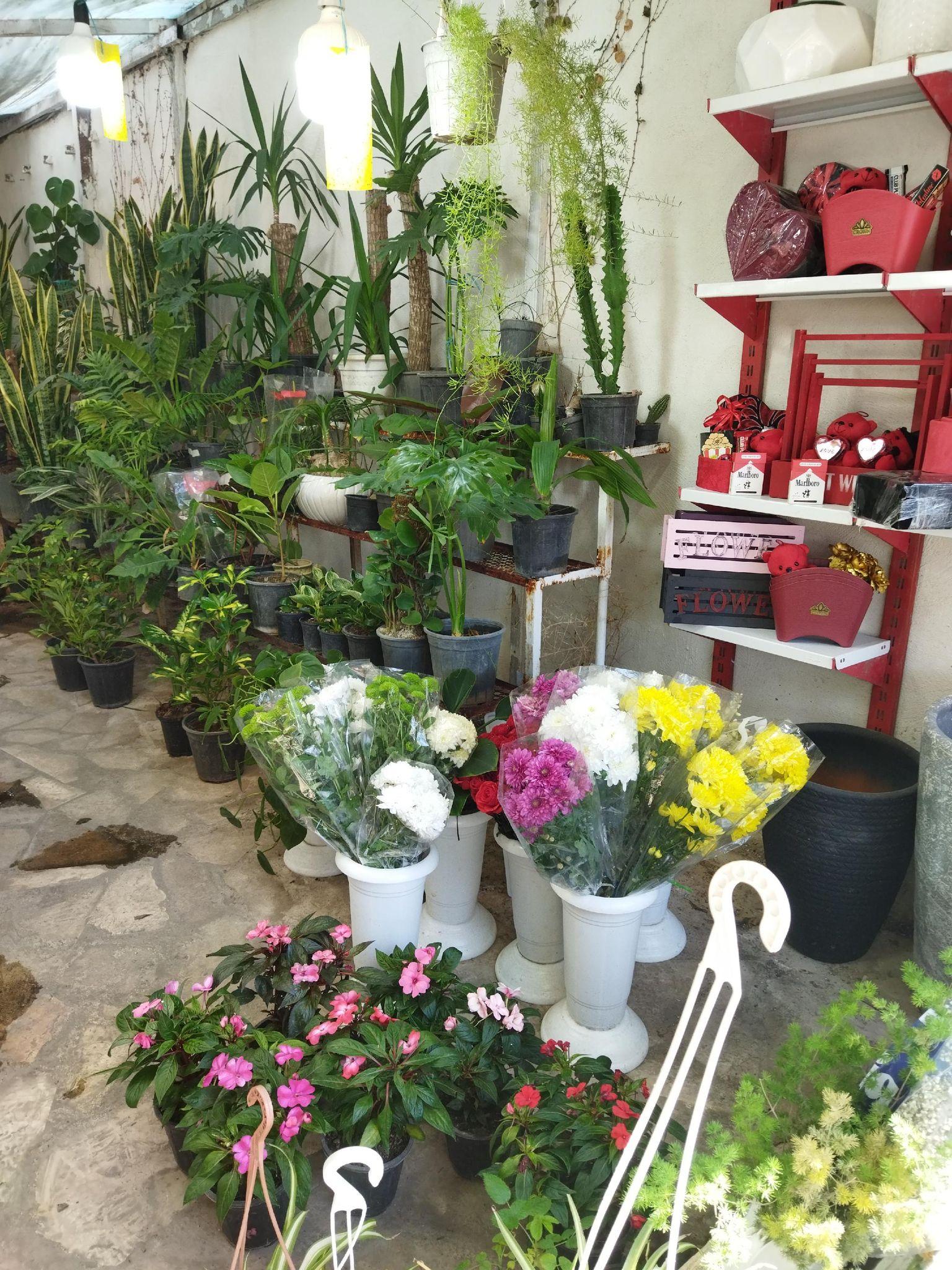 خانه گل گلاریس