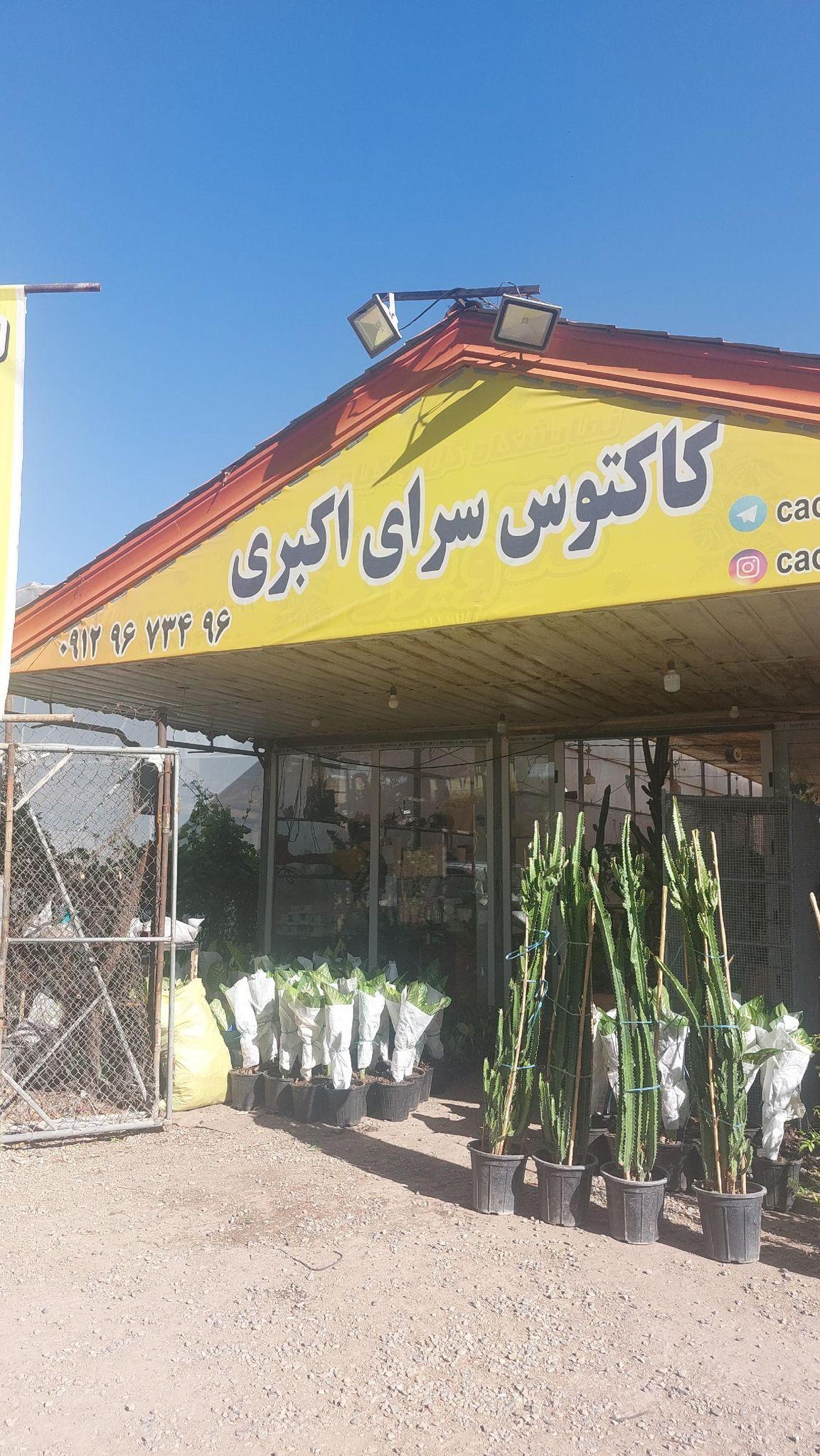 کاکتوس سرای اکبری