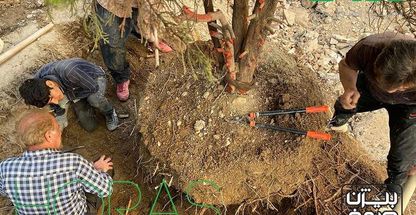 جابجایی درخت و باغبانی هورس