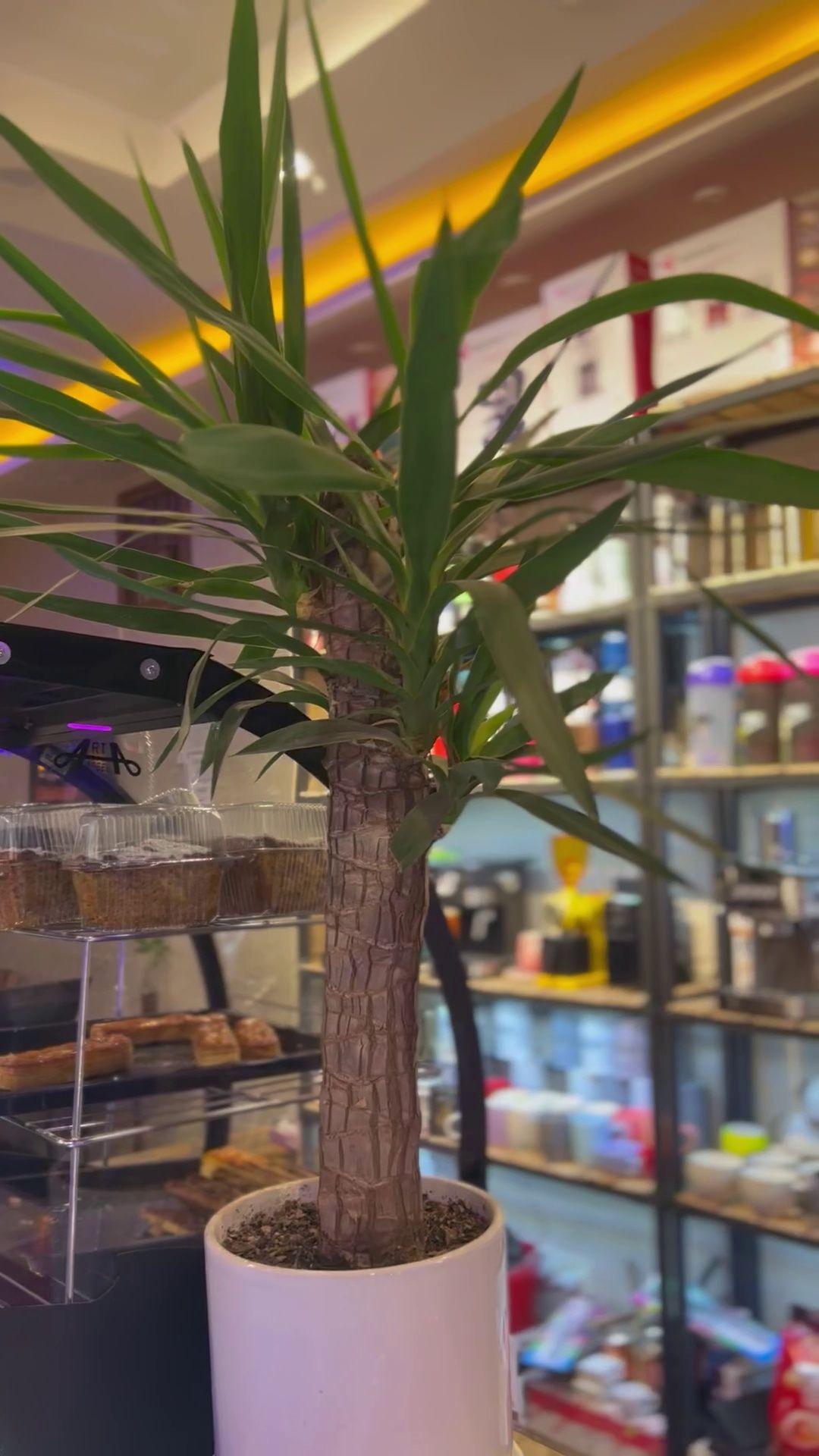 کافه و فروشگاه قهوه دل