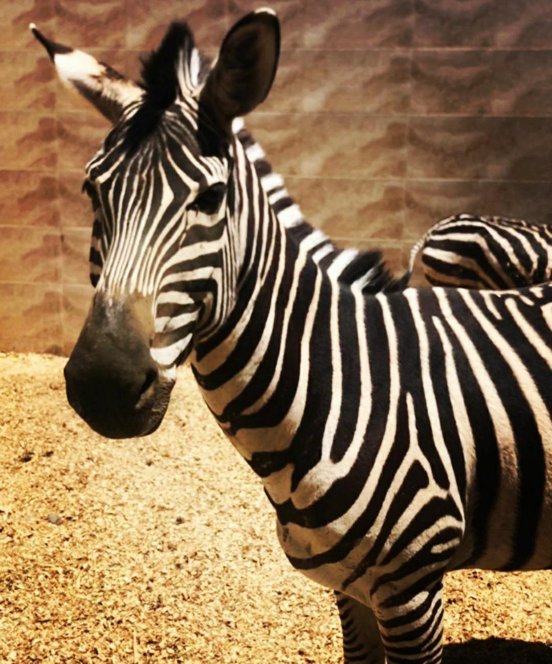 باغ وحش صفادشت