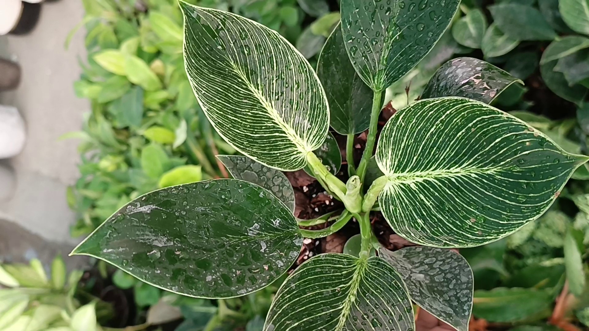 گل و گیاه drgolviki