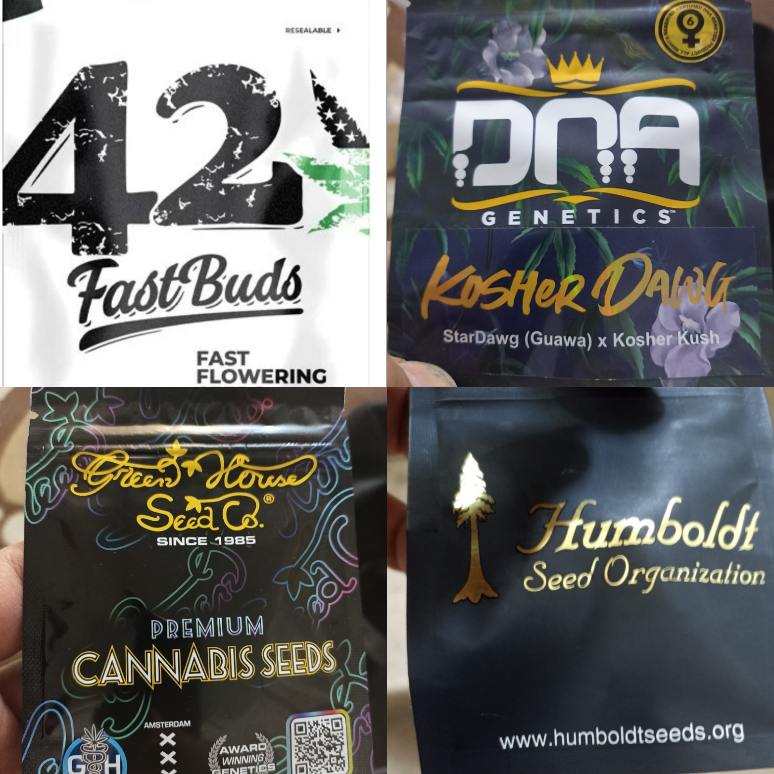 فروش بذرهای اورجینال گیاه شاهدانه واردات بزرگی