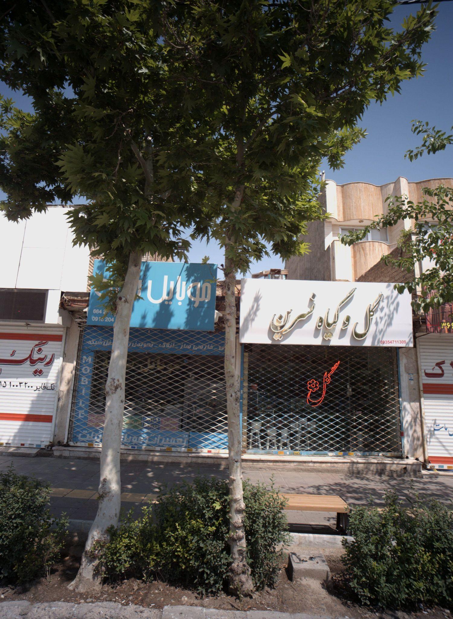 گل و گیاه نسرین