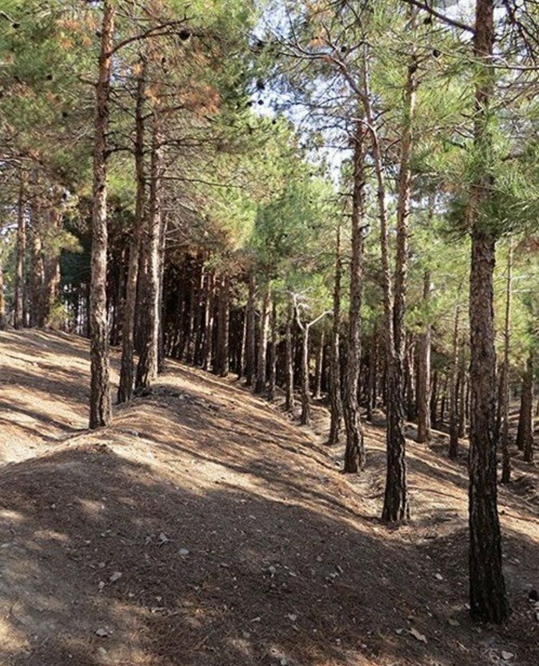 پارک جنگلی چیتگر