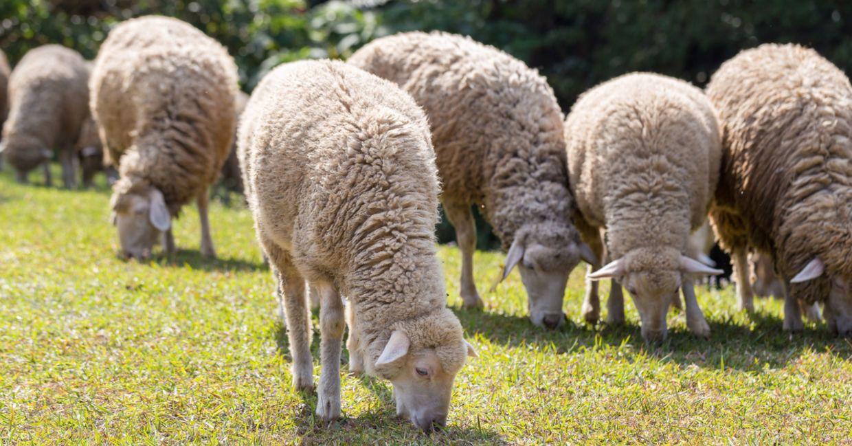 گوسفند زنده و دام زنده سلطانی دام باما