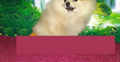 پتشاپ منوتوپت خرید سگ فروش سگ آپارتمانی