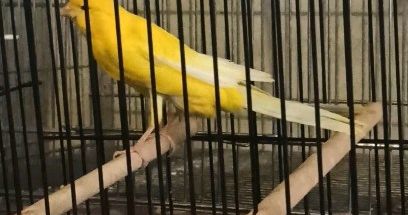 محمد جعفری (قناری پرنس) زنجان