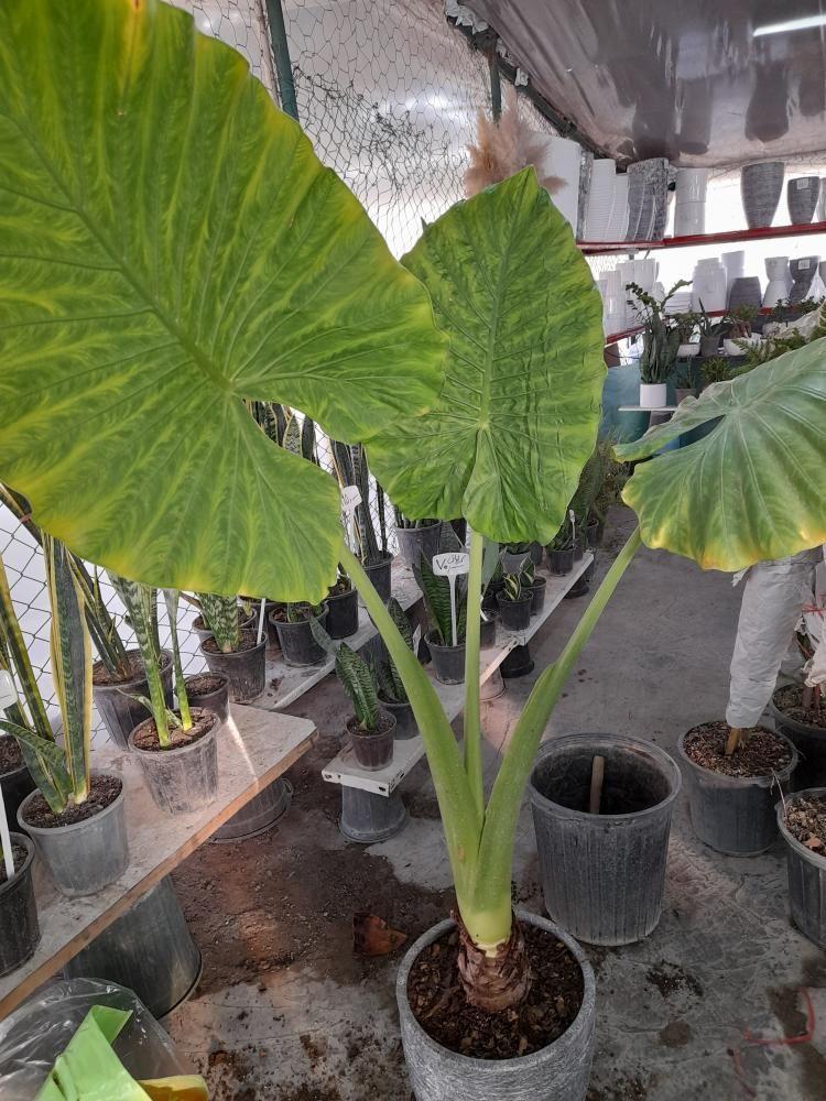 گلکده طبیعت