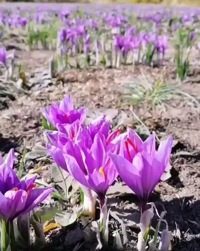 پخش عمده و جزئی زعفران.زرینه زعفران اکرام