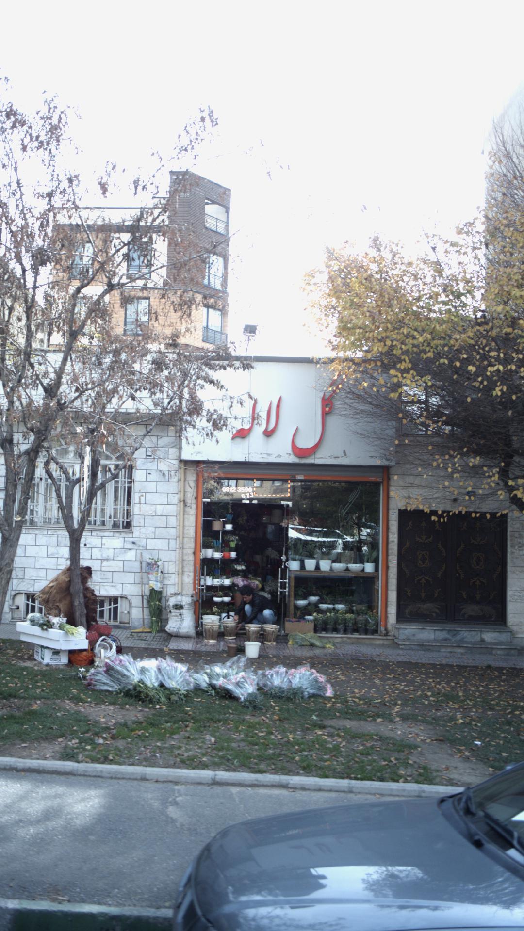گل لاله