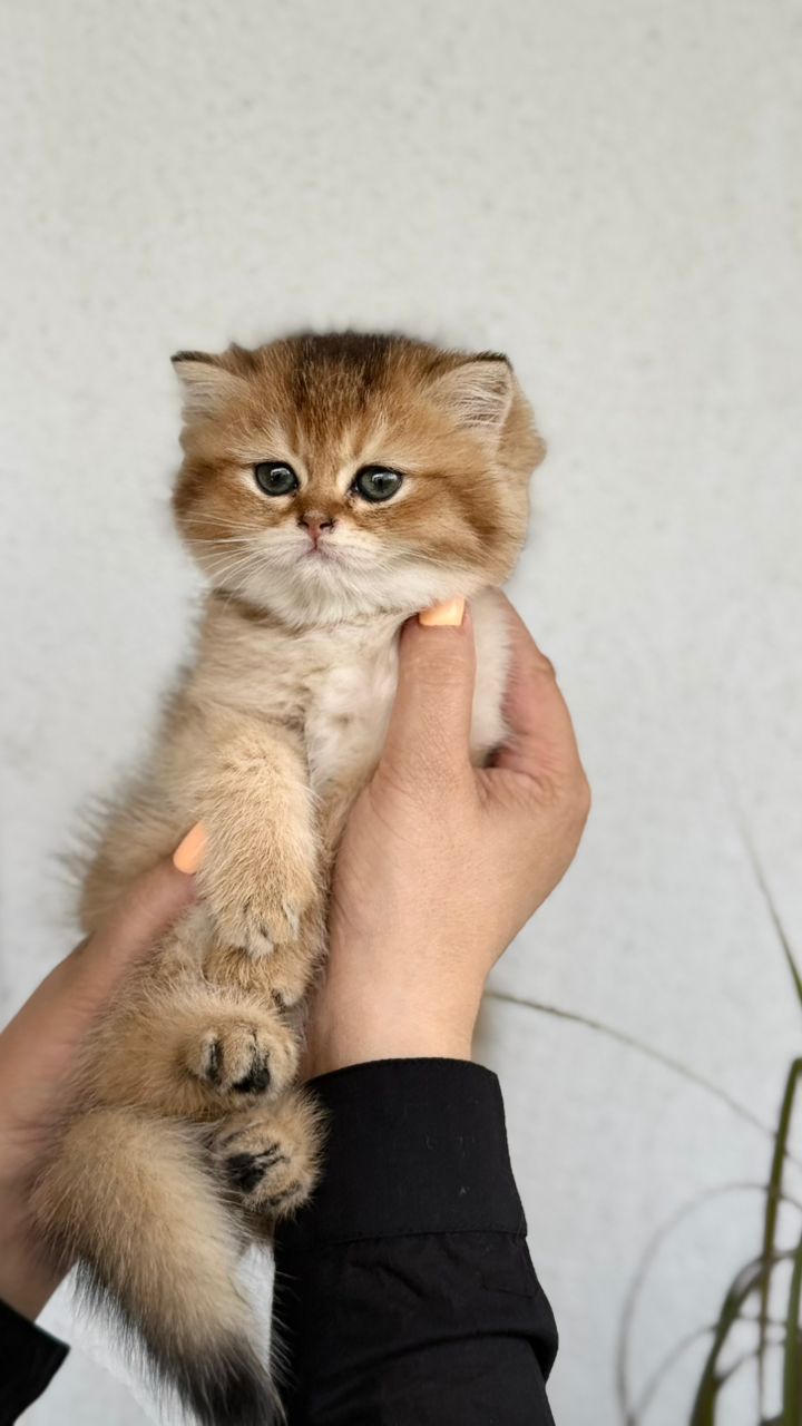 راگا وت کلینیک(ویزیت در محل)