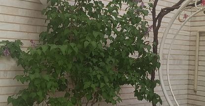 غذای خانگی حسین زاده