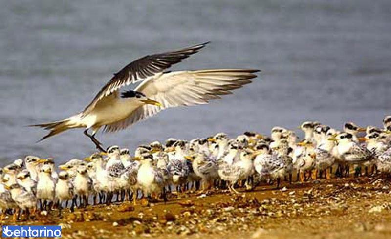 منطقه حفاظت گردیده مند