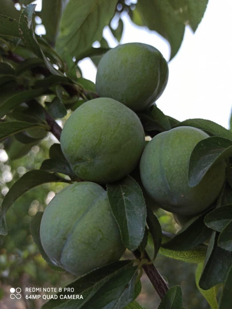 باغچه داداشی