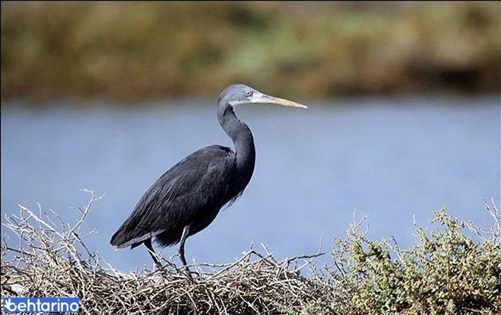 پارک ملی دیر (نخیلو)