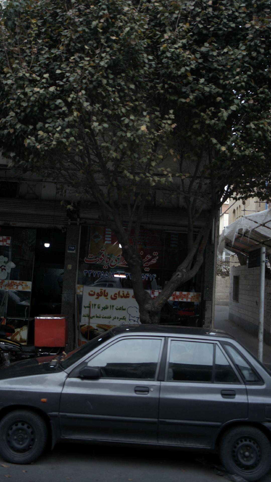 تهیه غذای یاقوت