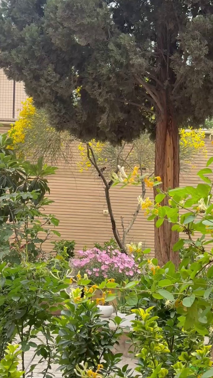 آموزشگاه موسیقی سوپرانو